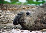 Image: Elephant seal - Valds Peninsula