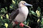 Image: Red-footed booby - The uninhabited islands
